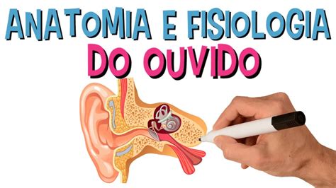 Anatomia e Fisiologia do Sistema Auditivo .